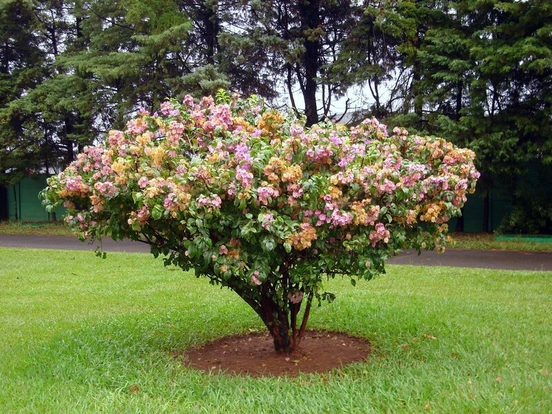 Bougainvillea Bush — Green