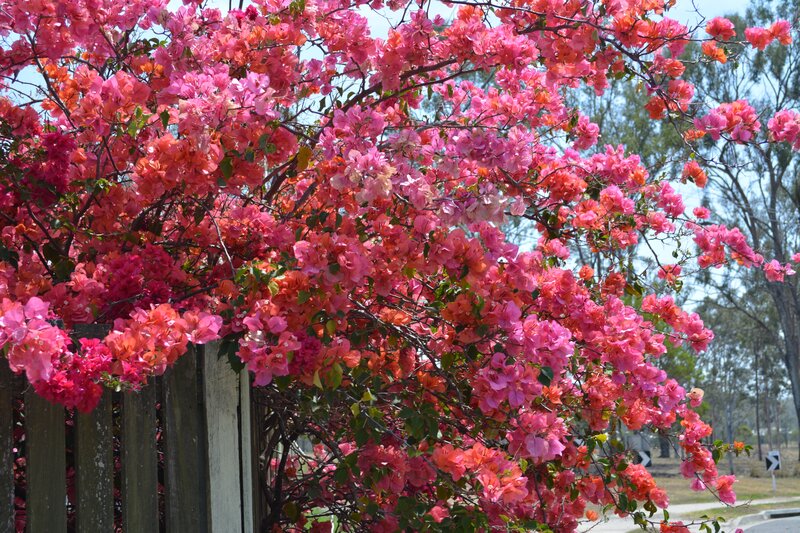 Bougainvillea Bush — Pink, Bright