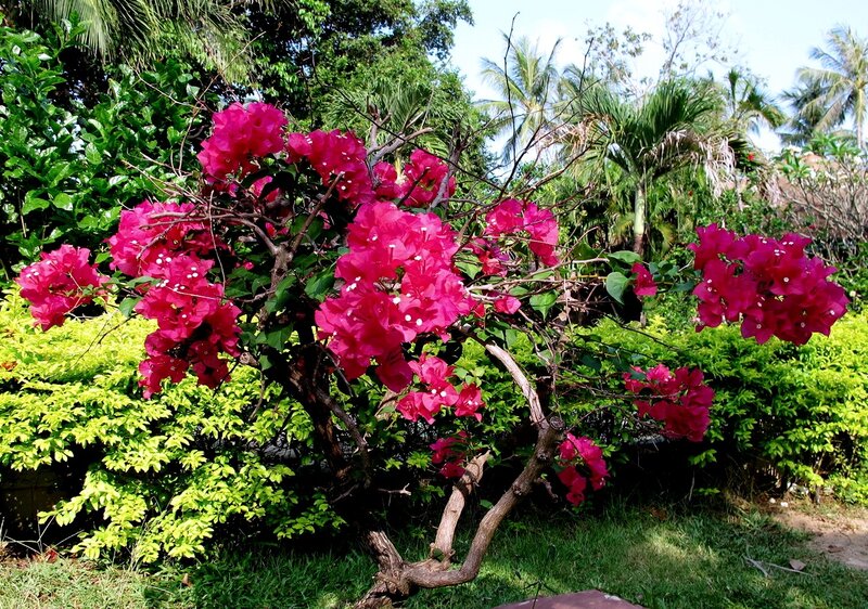 Bougainvillea Bush — Pink