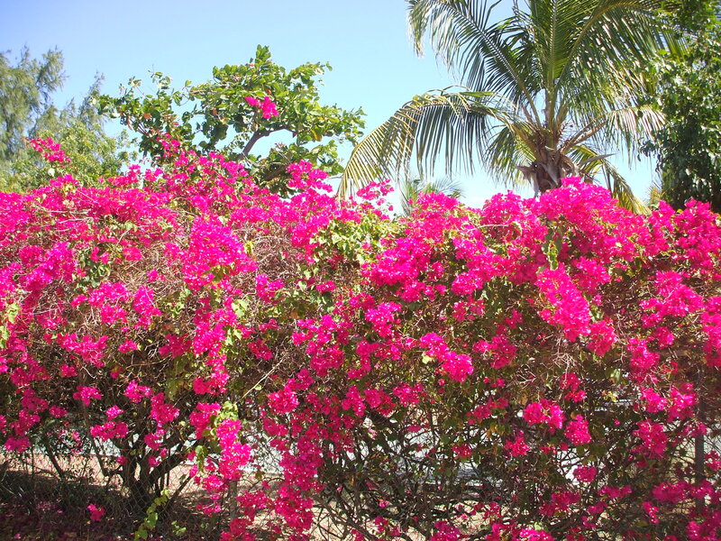 Bougainvillea Bush — Pink, Tropical