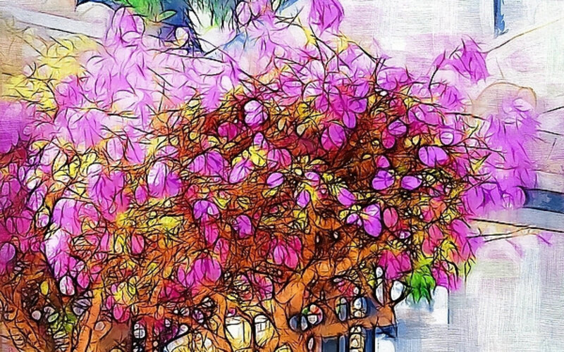 Bougainvillea Bush — Purple
