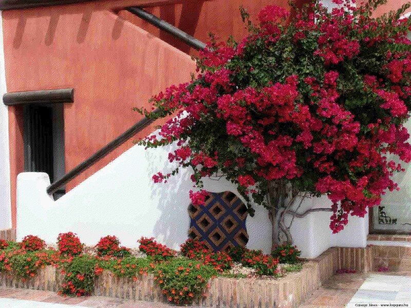 Bougainvillea Bush — Red