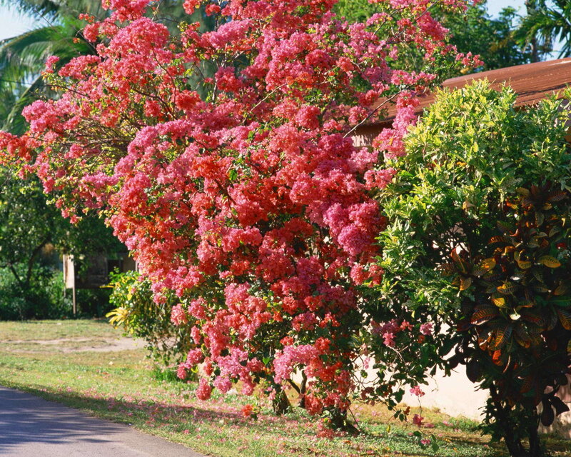 Bougainvillea Bush