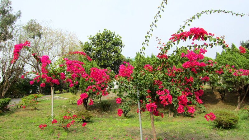Bougainvillea Bushes in Garden