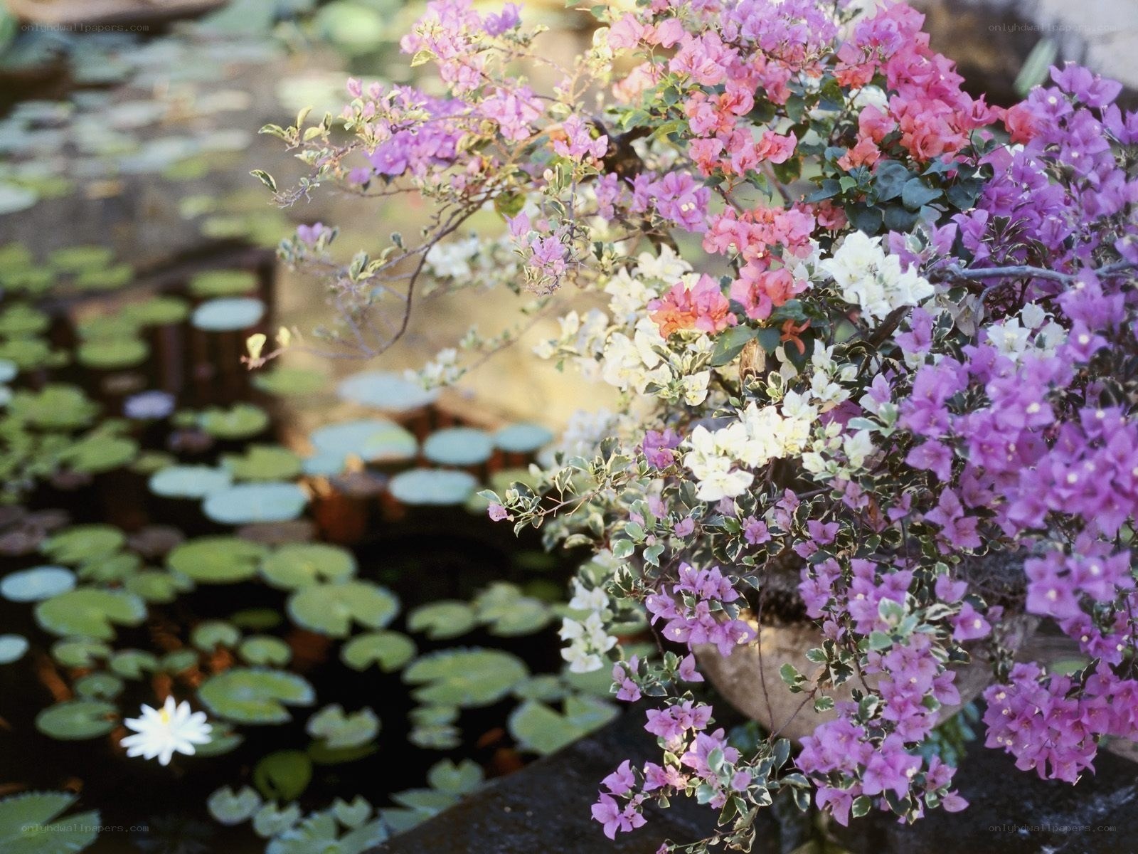 Bougainvillea by a pond