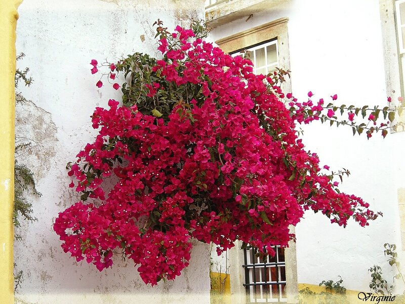 Bougainvillea by a white wall