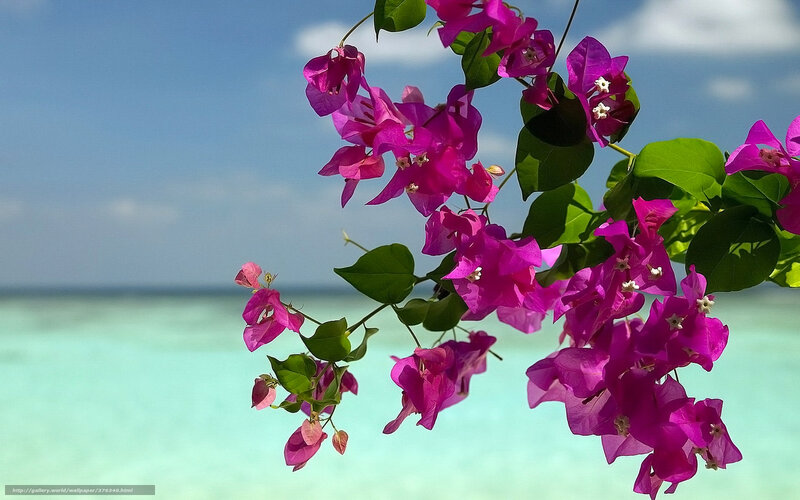 Bougainvillea by the ocean