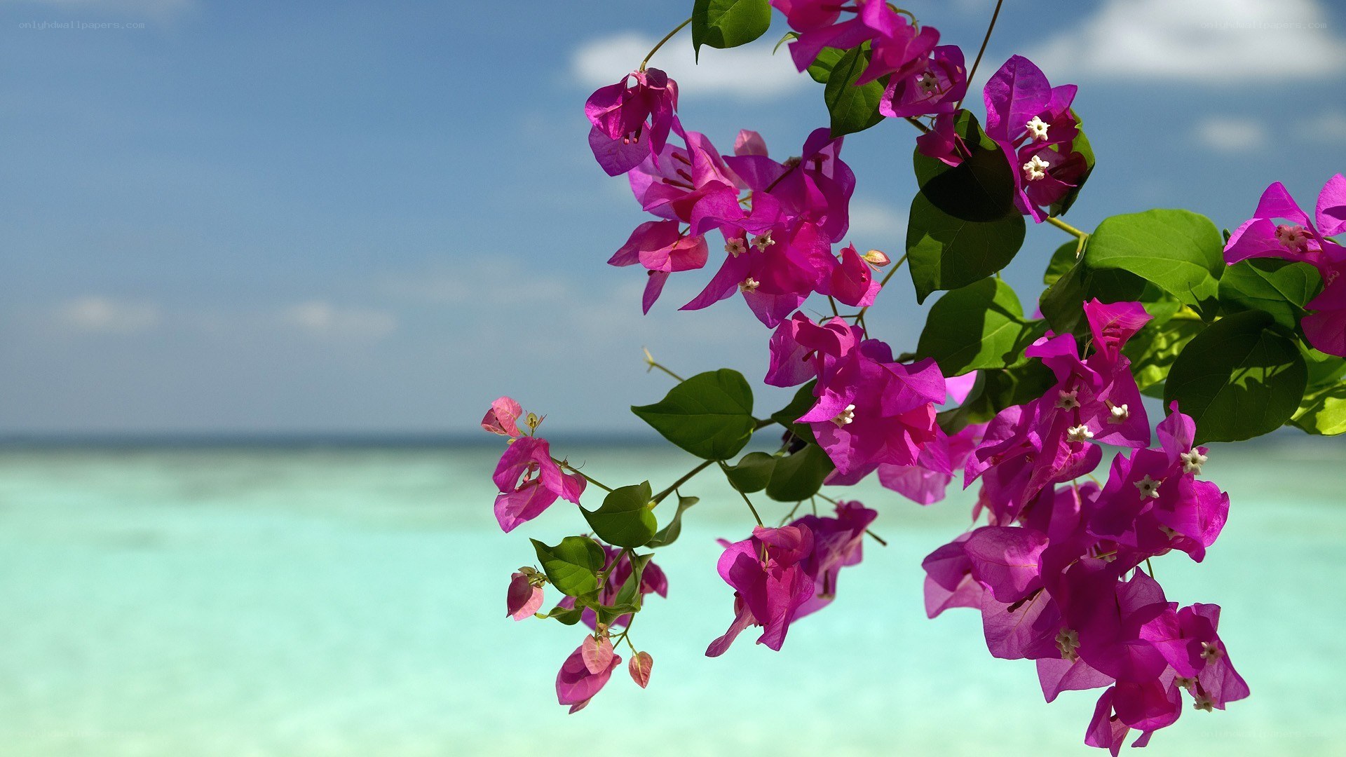 Bougainvillea by the ocean