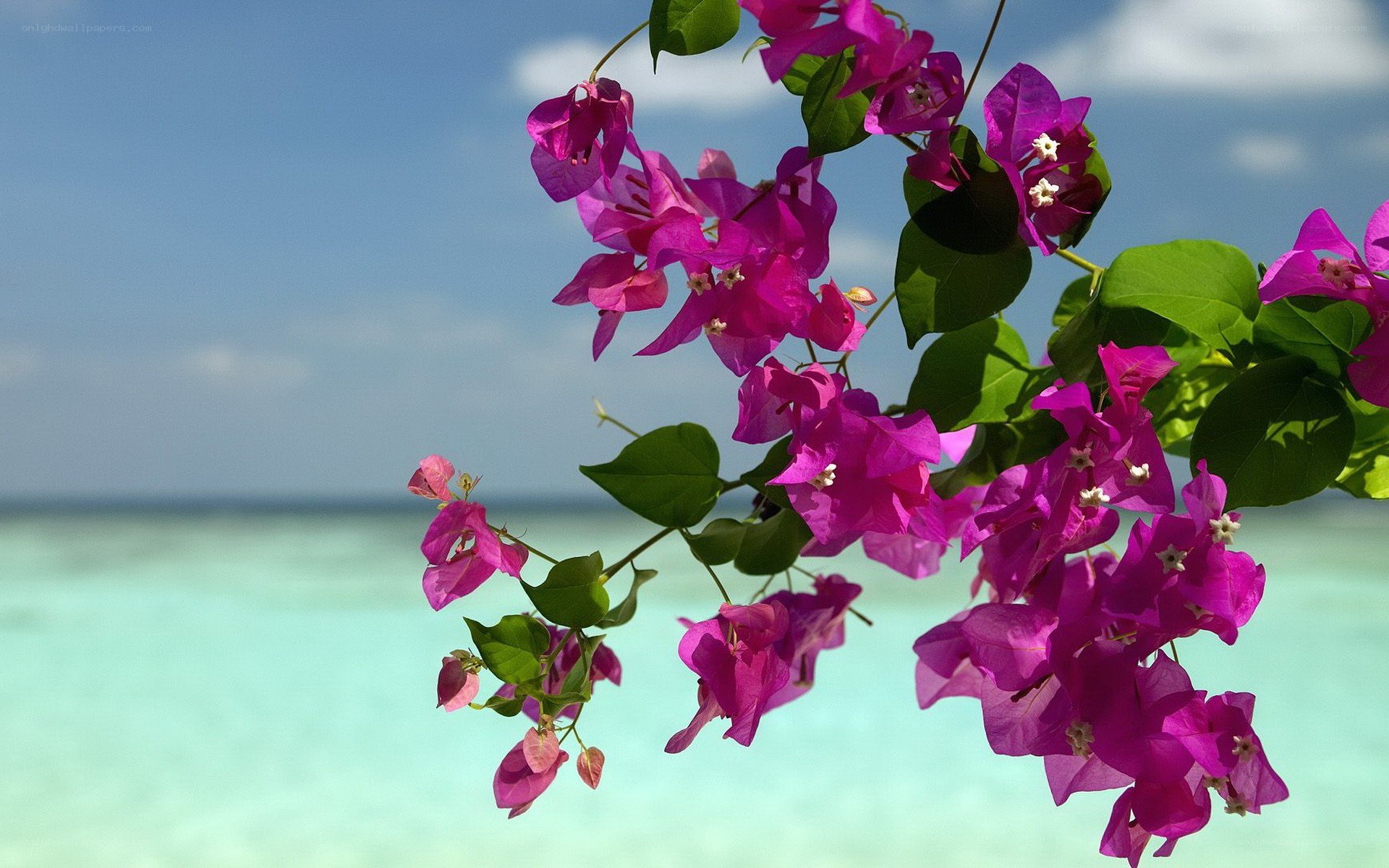 Bougainvillea by the ocean