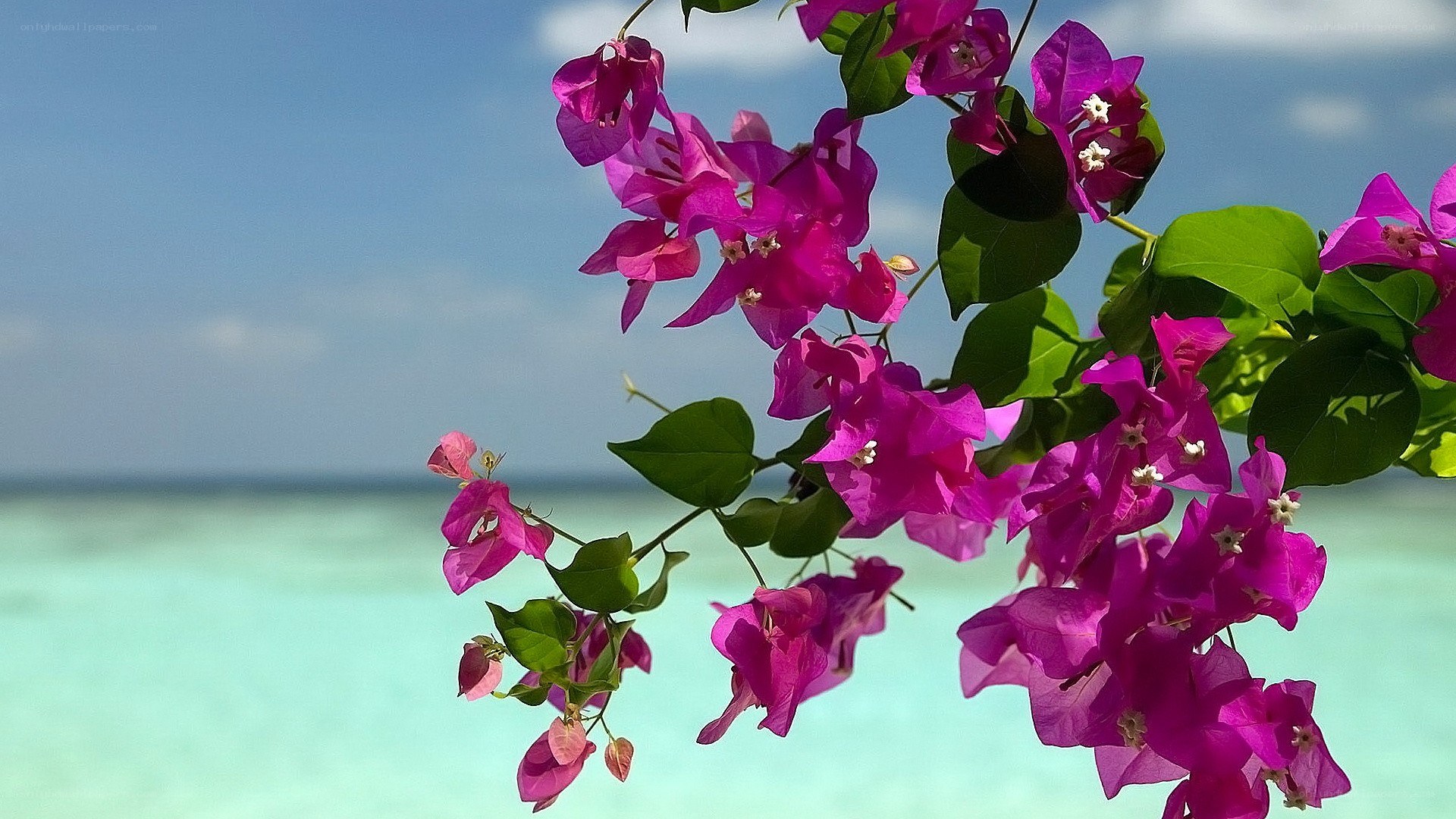 Bougainvillea by the ocean