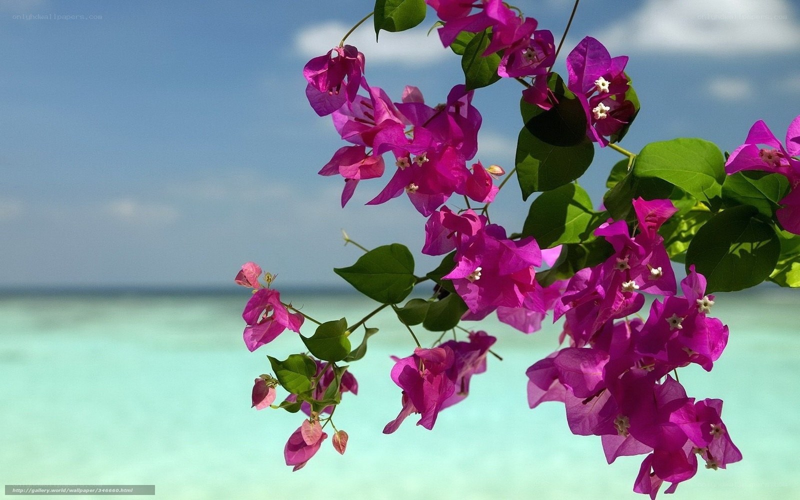 Bougainvillea by the ocean