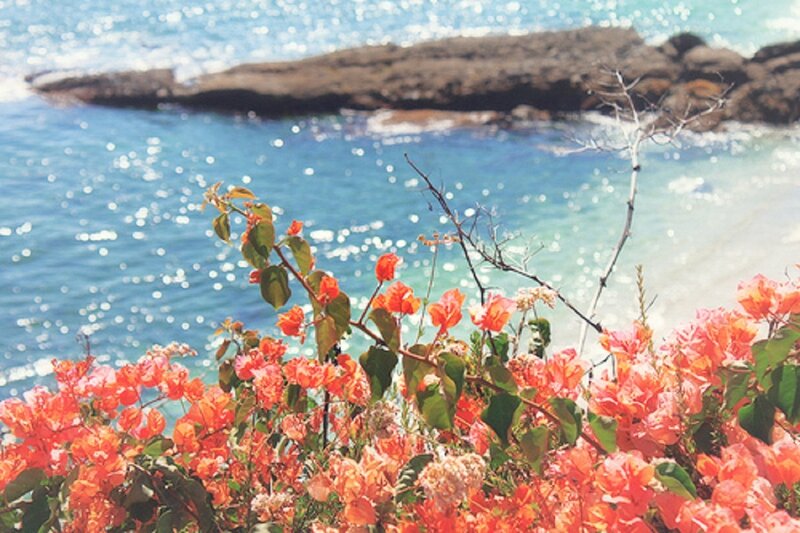 Bougainvillea by the Sea