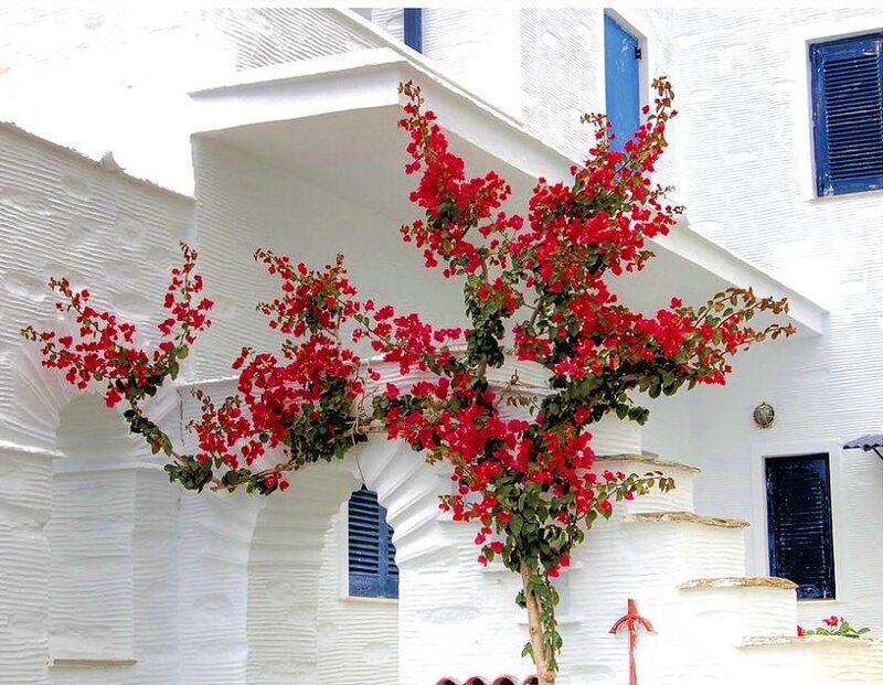 Bougainvillea by white building