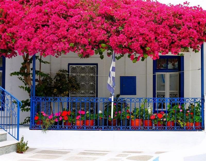 Bougainvillea-covered balcony
