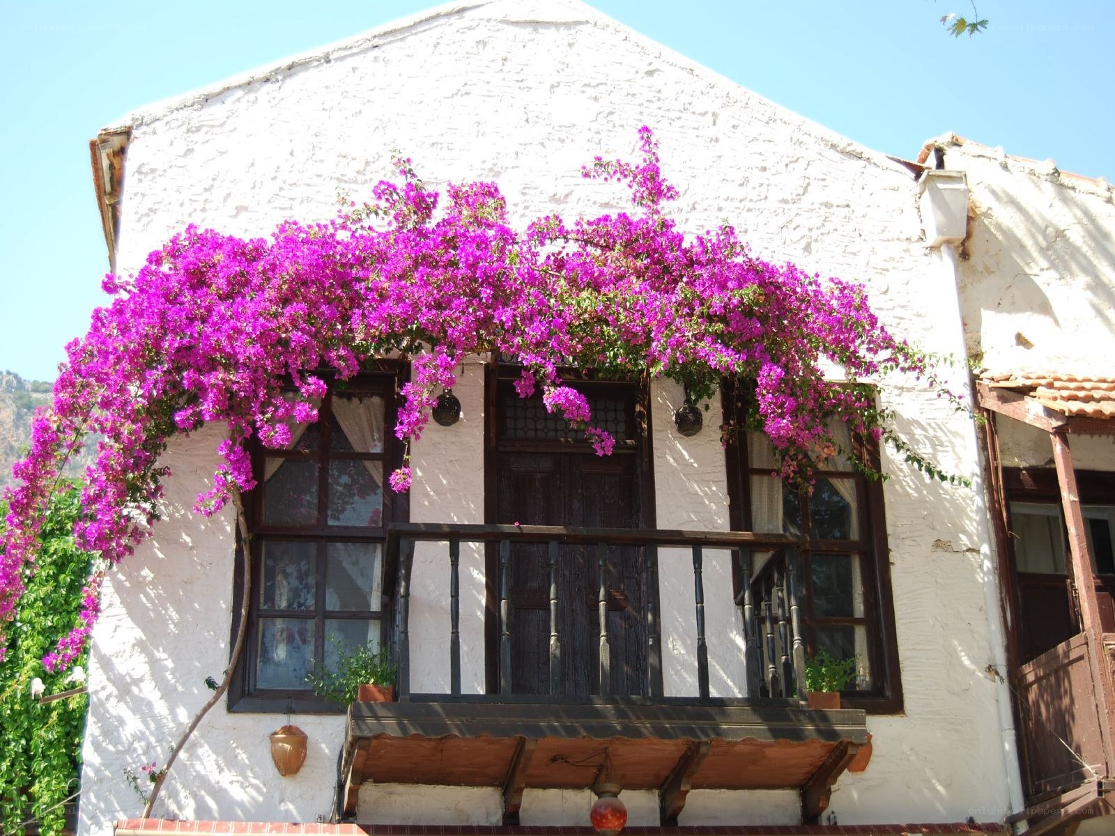 Bougainvillea-covered balcony