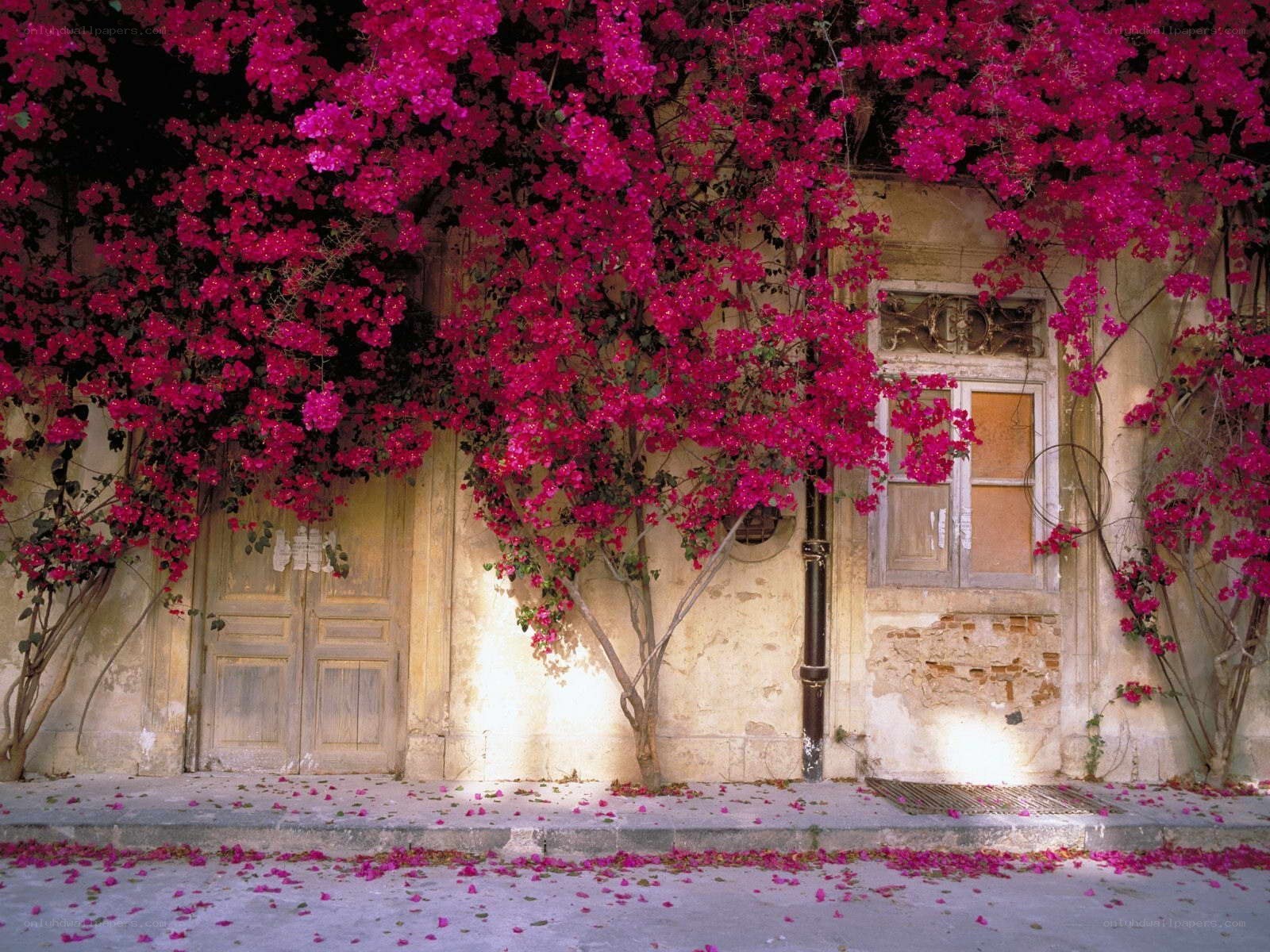 Bougainvillea-covered building facade
