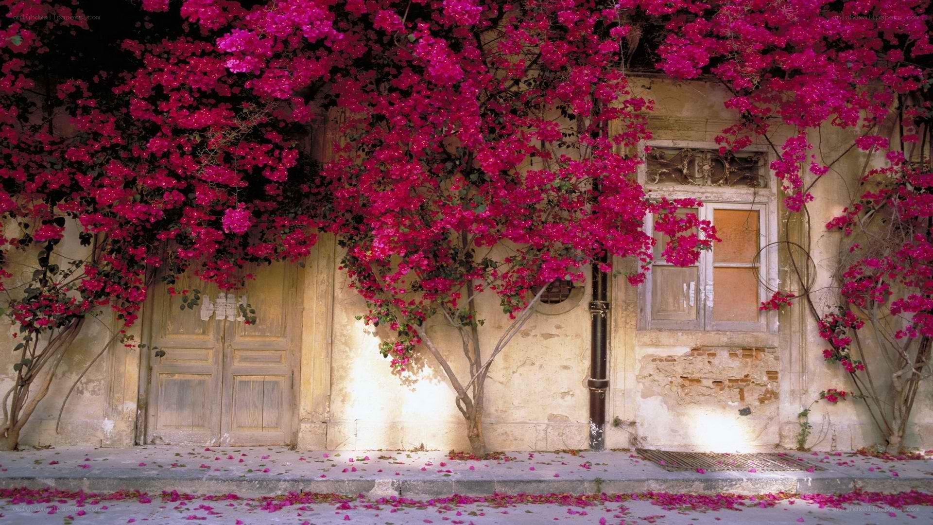 Bougainvillea-covered building facade
