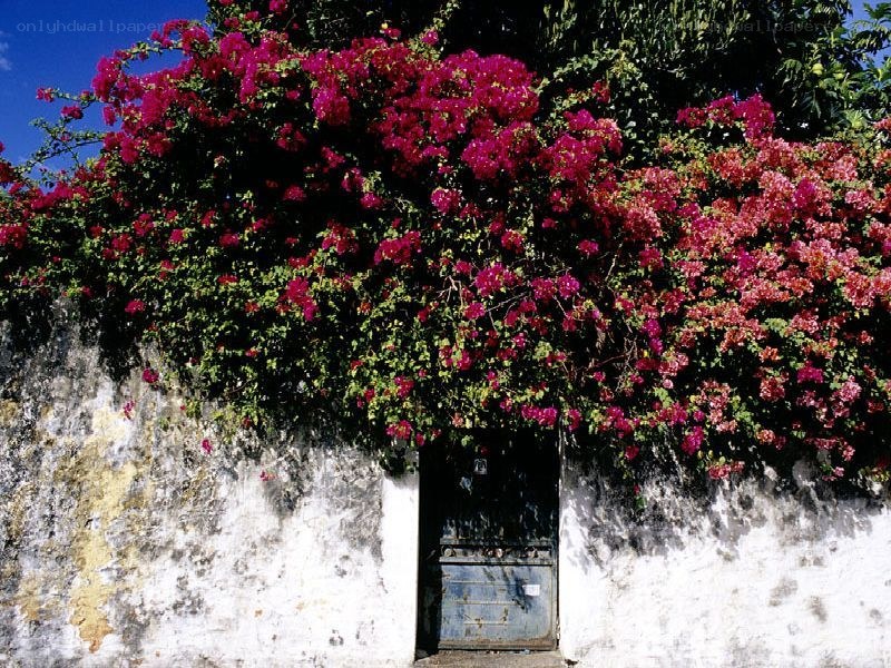 Bougainvillea-covered door