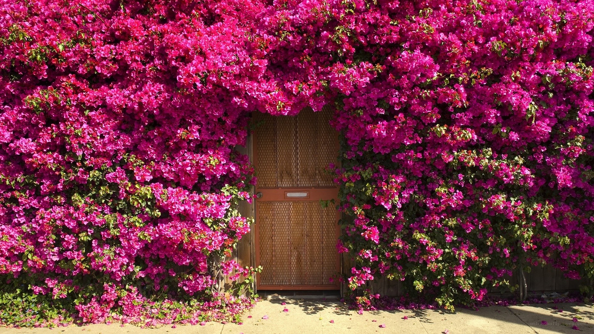 Bougainvillea-covered door