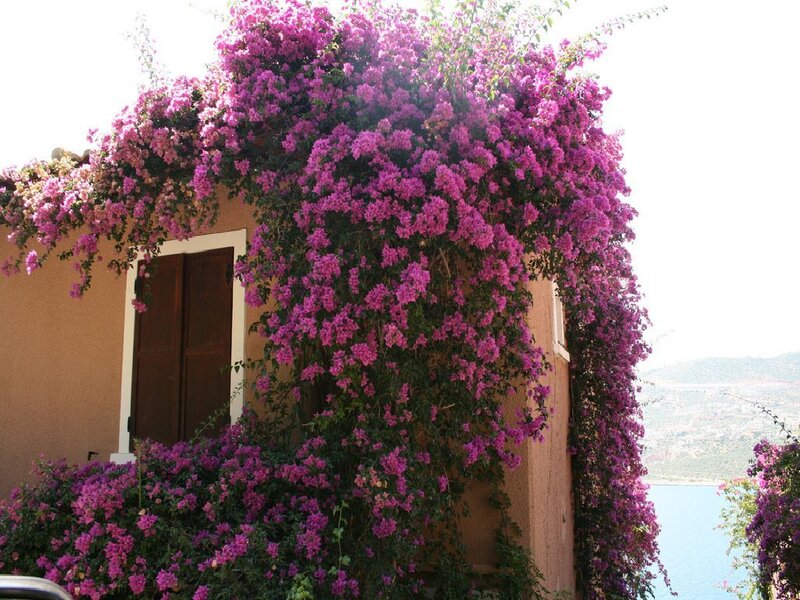Bougainvillea-covered house by the sea