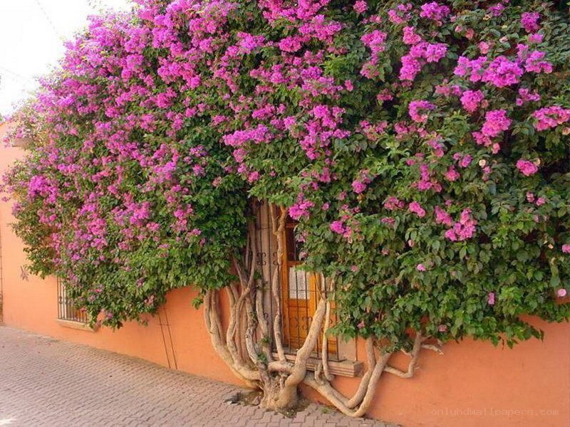 Bougainvillea-covered house wall