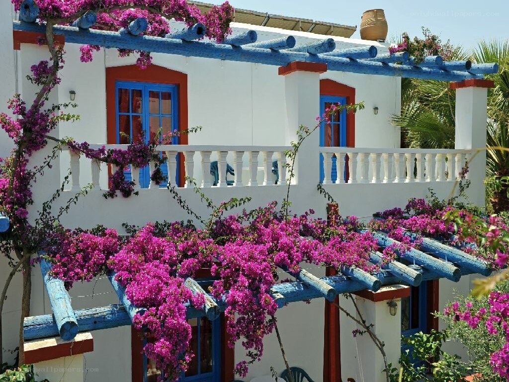 Bougainvillea-covered house