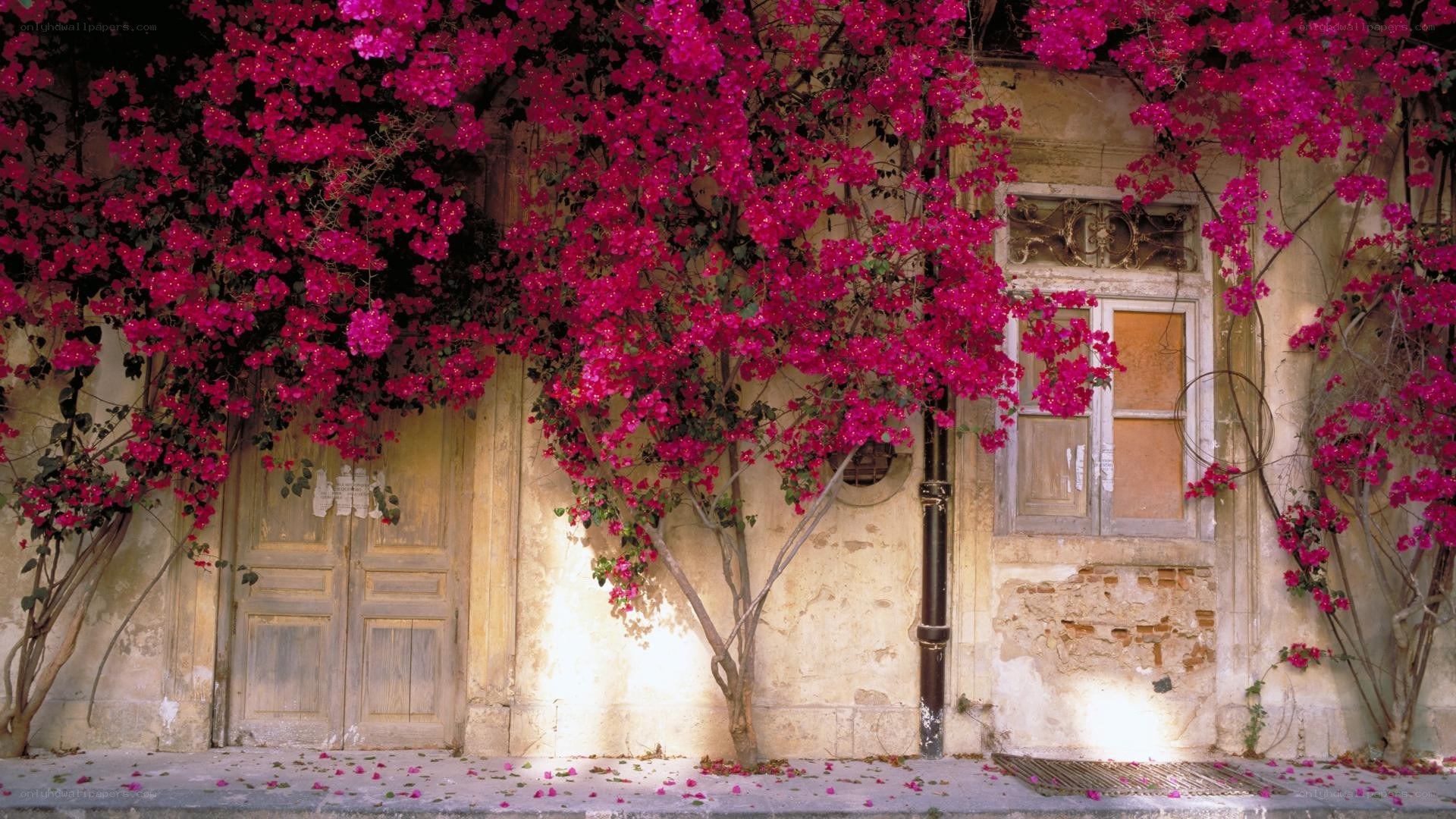 Bougainvillea-covered old building