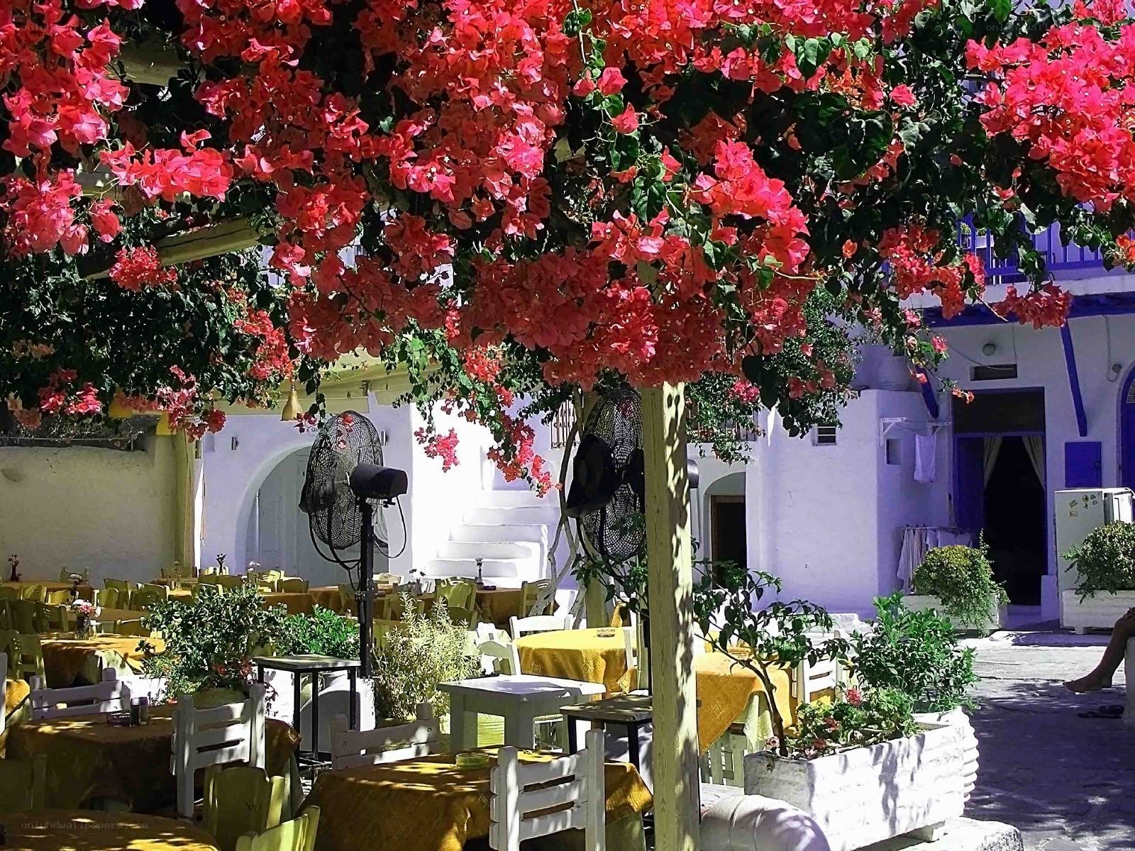Bougainvillea-covered outdoor cafe