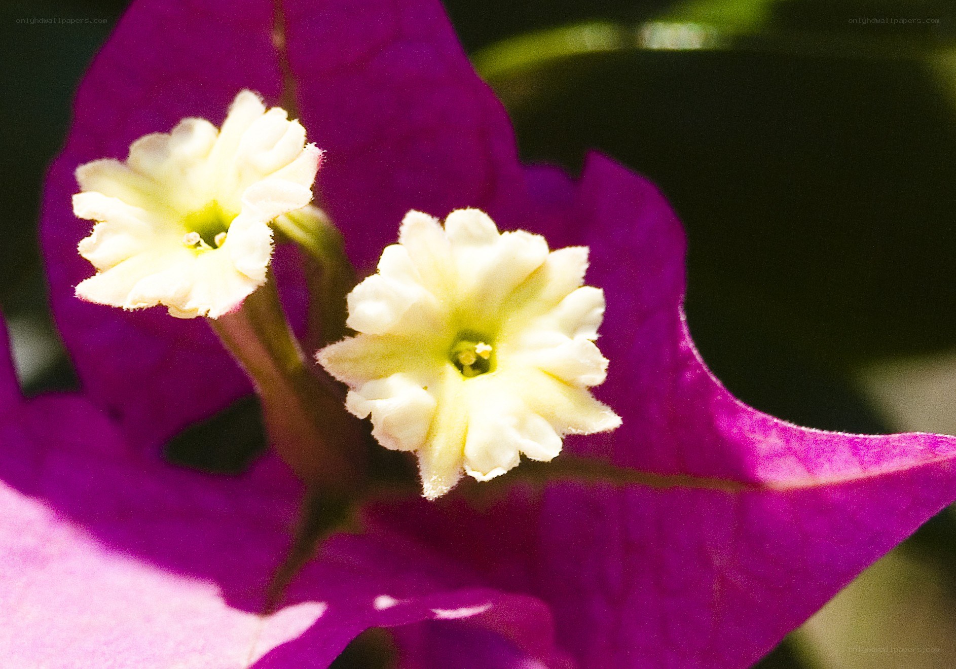Bougainvillea flower close-up