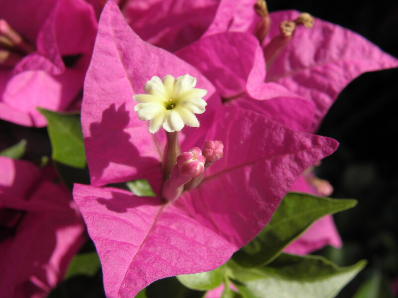 Bougainvillea flower close-up