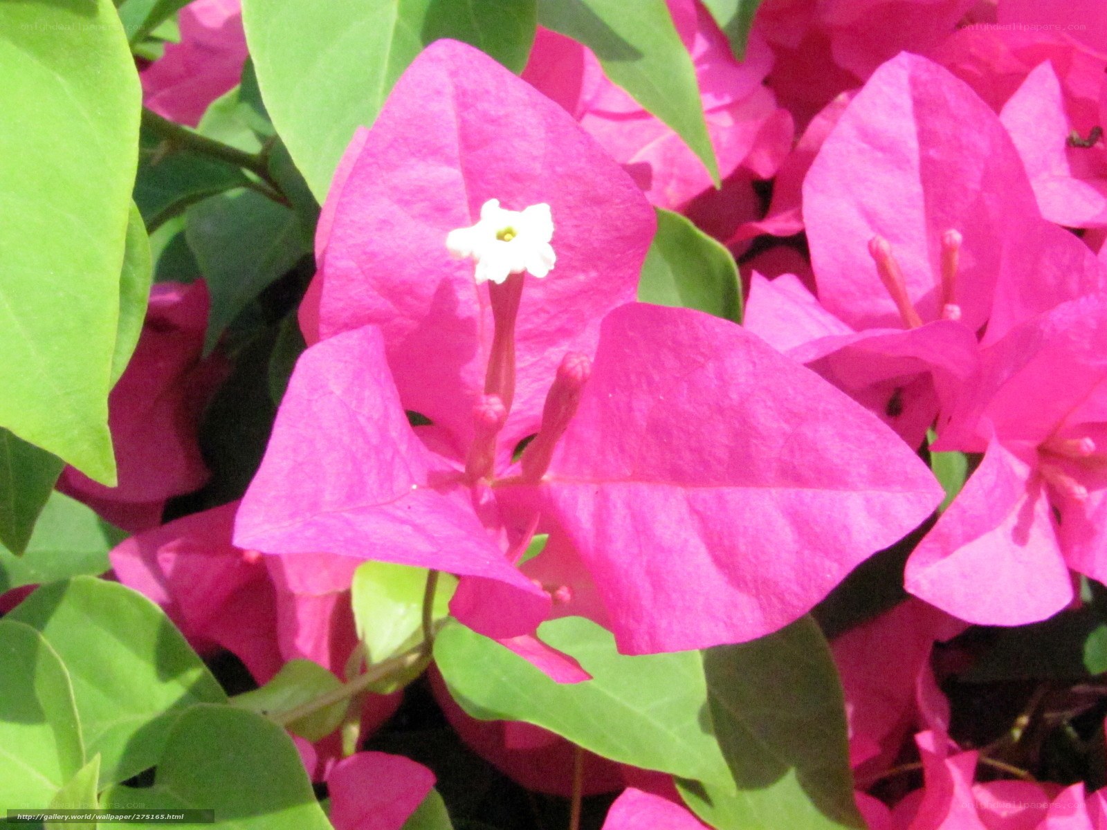Bougainvillea flower close-up