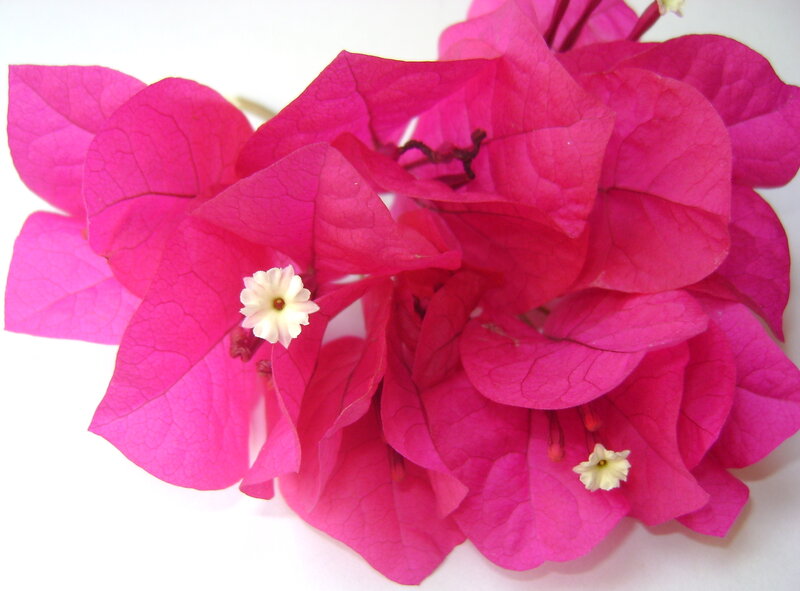 Bougainvillea Flower Cluster — Magenta