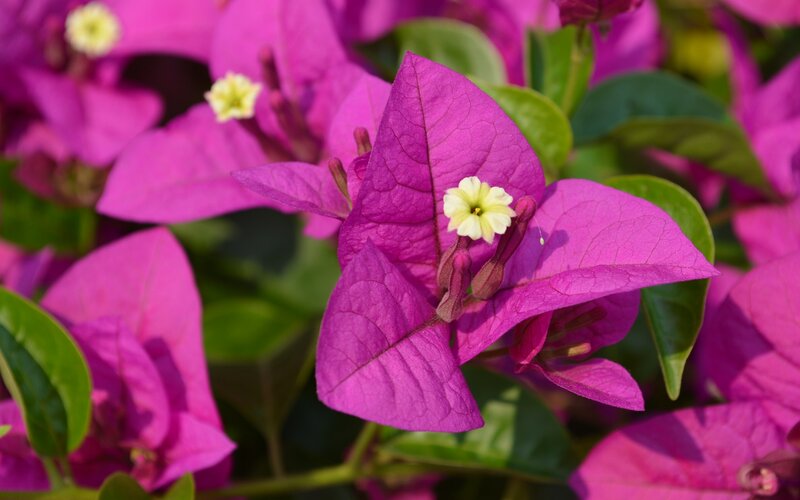 Bougainvillea Flower Cluster