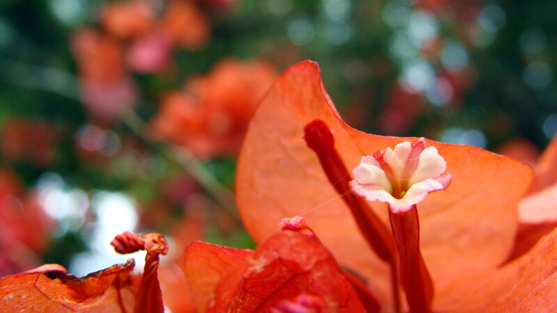 Bougainvillea Flower — Orange
