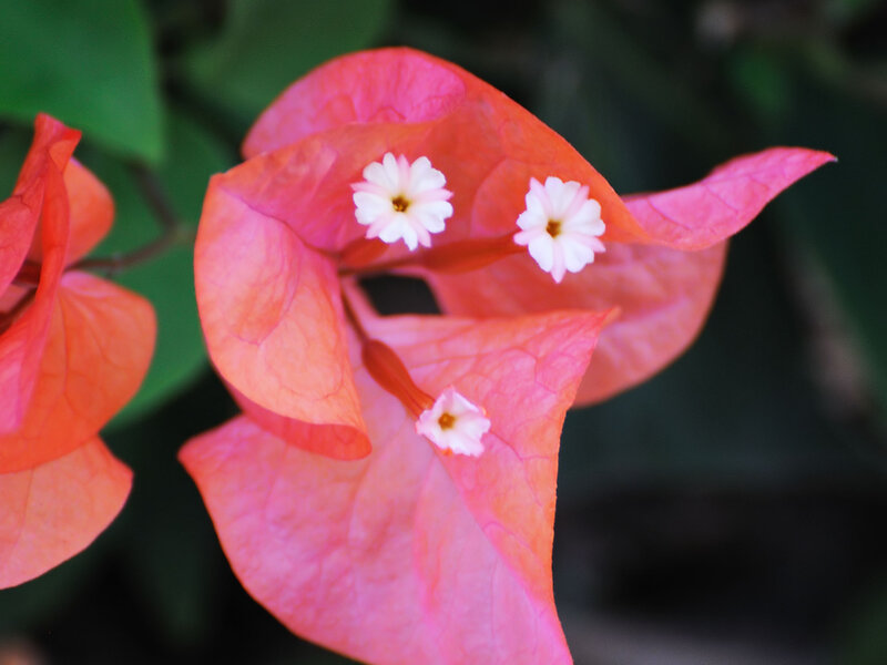 Bougainvillea Flower — Pink