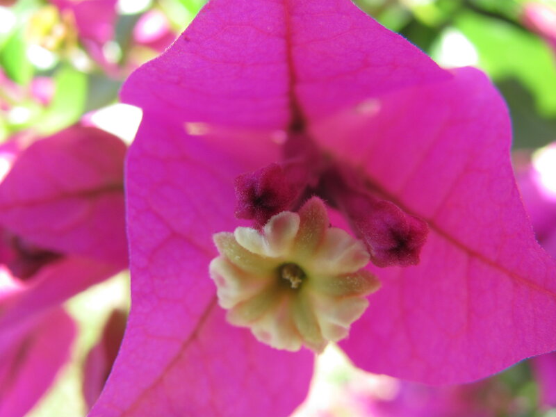 Bougainvillea Flower