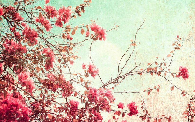 Bougainvillea flowers against a textured sky