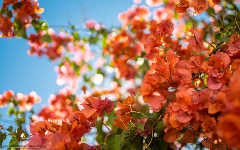 Bougainvillea flowers against blue sky