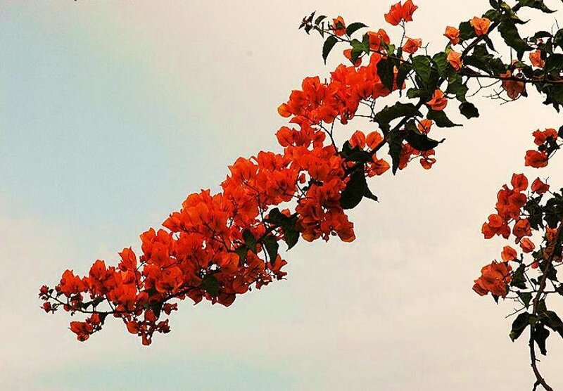 Bougainvillea flowers against sky