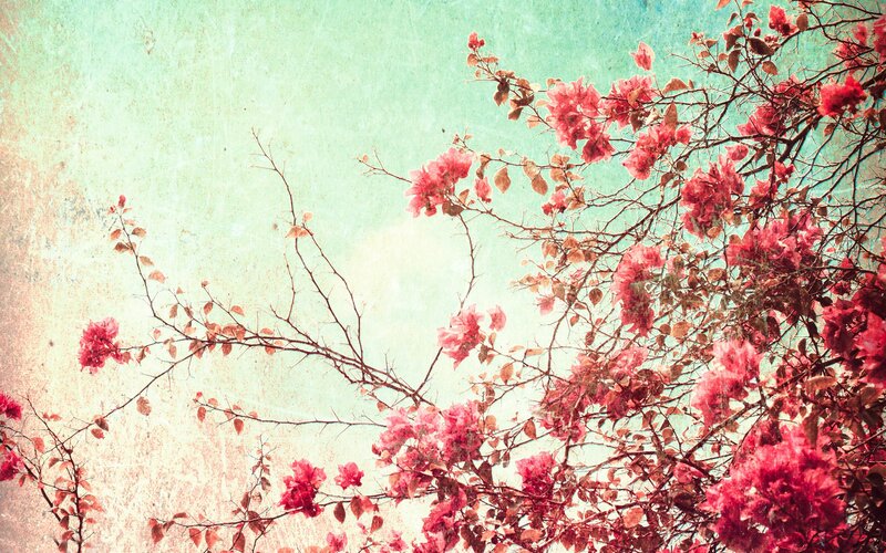 Bougainvillea flowers against textured sky