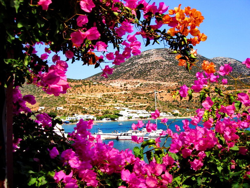 Bougainvillea Flowers and Bay