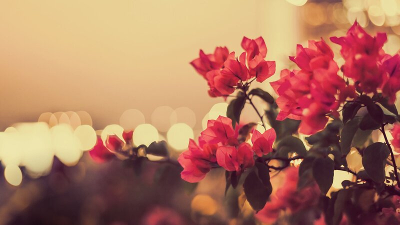 Bougainvillea flowers at dusk