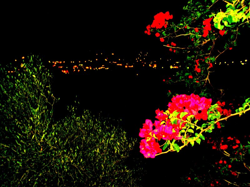 Bougainvillea Flowers at Night