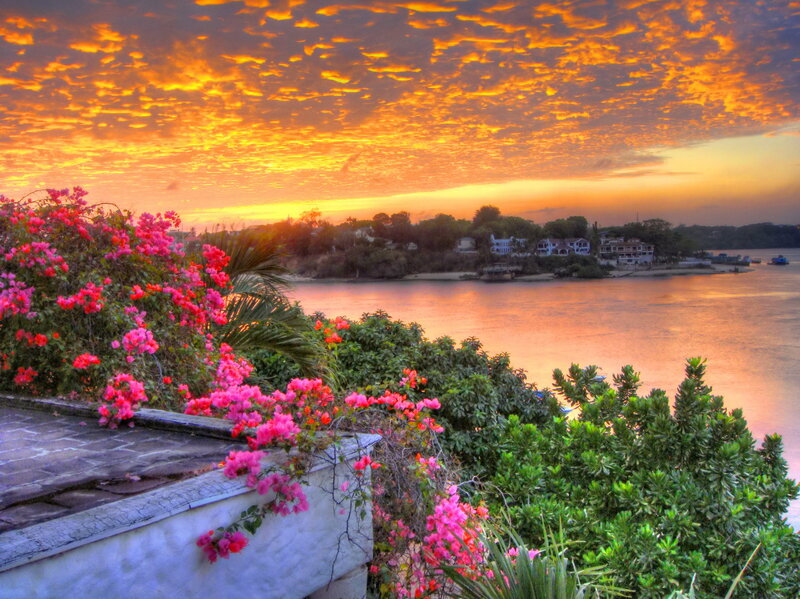 Bougainvillea Flowers by River