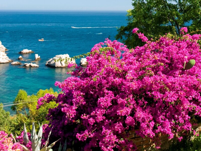 Bougainvillea Flowers by Sea