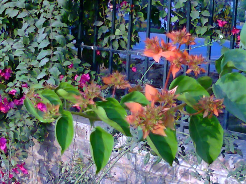 Bougainvillea Flowers — Green