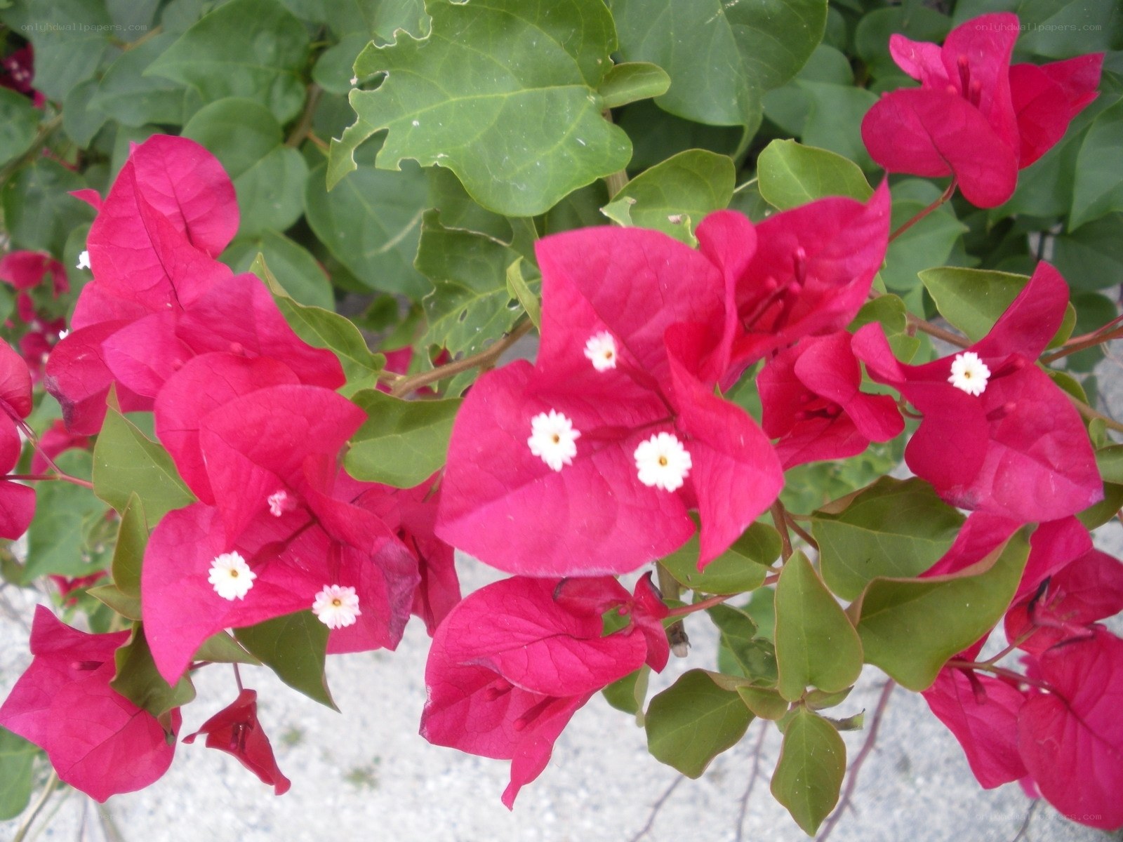 Bougainvillea flowers in bloom