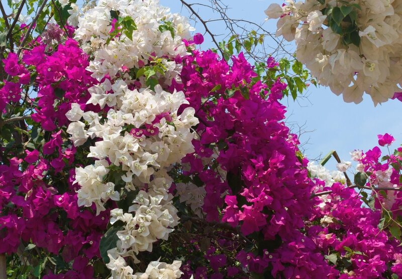 Bougainvillea flowers in bloom