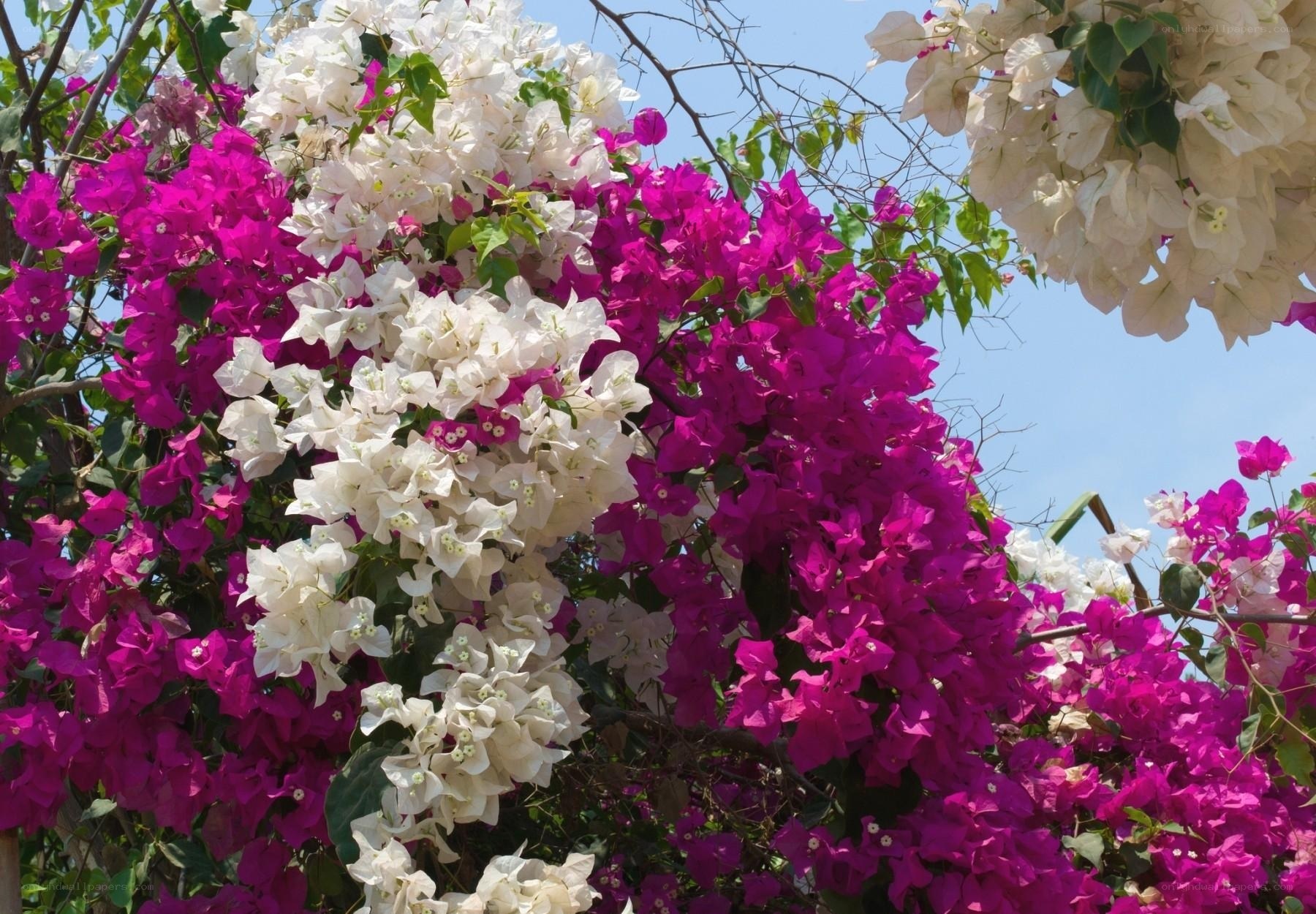 Bougainvillea flowers in bloom