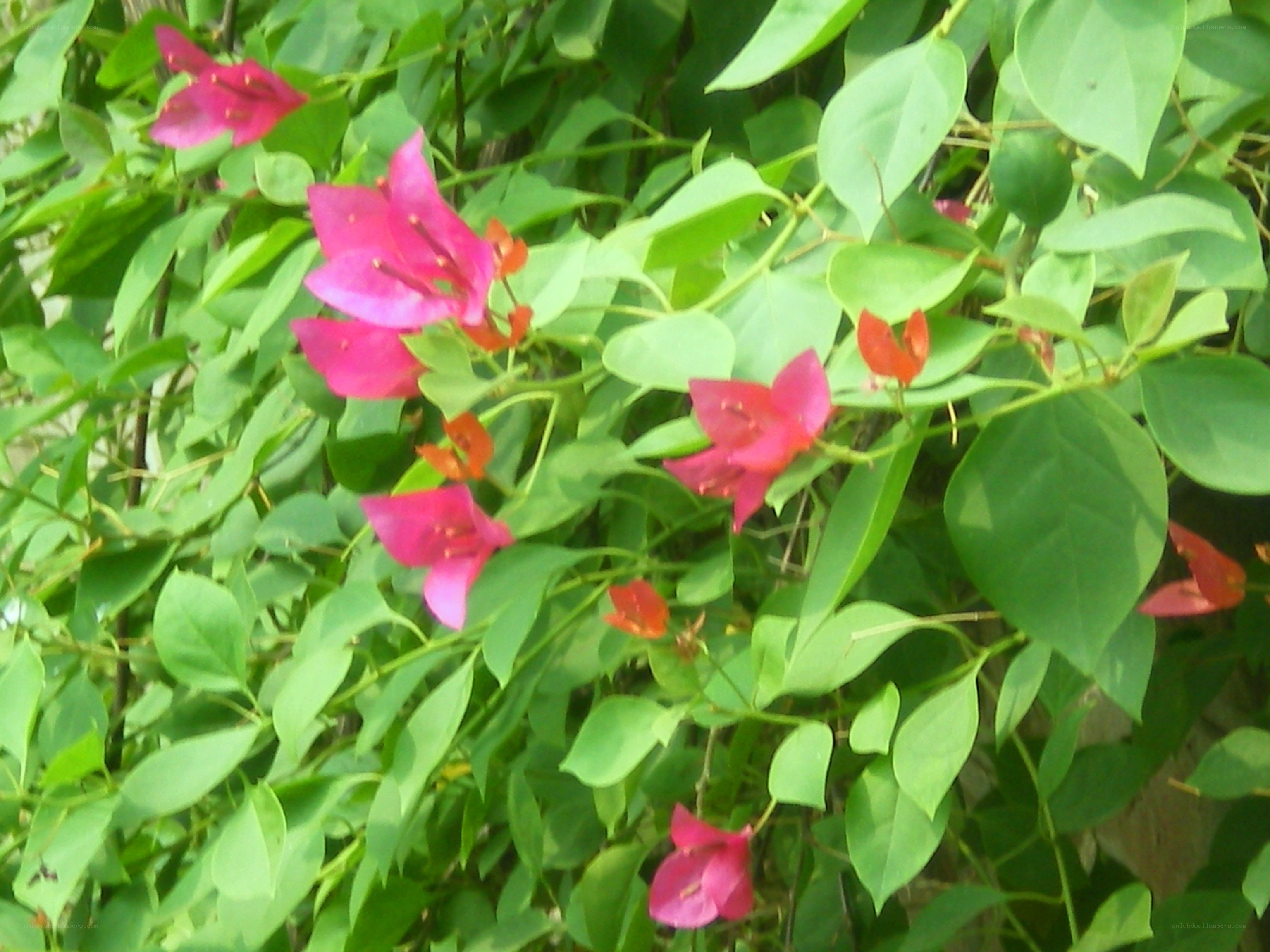 bougainvillea flowers in bloom